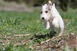 FOX TERRIER 322